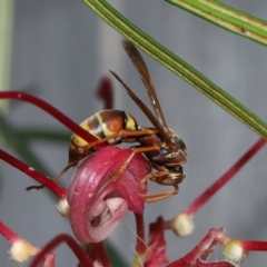 Polistes (Polistella) humilis at Wellington Point, QLD - suppressed