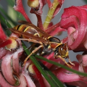 Polistes (Polistella) humilis at Wellington Point, QLD - suppressed