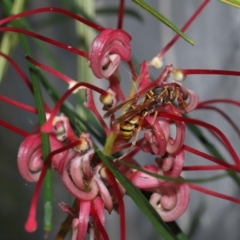 Polistes (Polistella) humilis at Wellington Point, QLD - suppressed