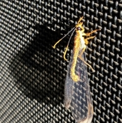 Nymphes myrmeleonoides (Blue eyes lacewing) at Kings Park, NSW - 13 Dec 2022 by APGilk