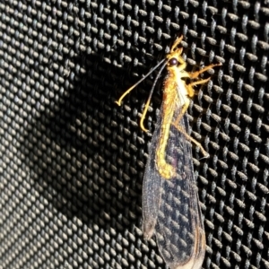 Nymphes myrmeleonoides at Kings Park, NSW - 13 Dec 2022 07:09 AM