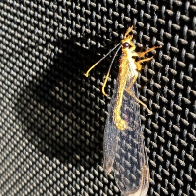 Nymphes myrmeleonoides (Blue eyes lacewing) at Kings Park, NSW - 12 Dec 2022 by APGilk