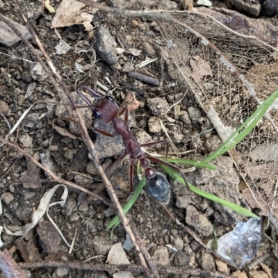 Myrmecia sp. (genus) (Bull ant or Jack Jumper) at Kings Park, NSW - 4 Dec 2022 by APGilk