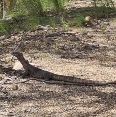 Varanus rosenbergi (Heath or Rosenberg's Monitor) at Namadgi National Park - 11 Dec 2022 by LukeMcElhinney