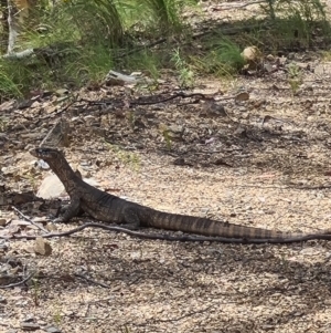 Varanus rosenbergi at Cotter River, ACT - 11 Dec 2022