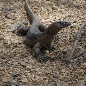 Varanus rosenbergi at Cotter River, ACT - 11 Dec 2022