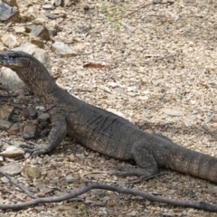 Varanus rosenbergi at Cotter River, ACT - 11 Dec 2022