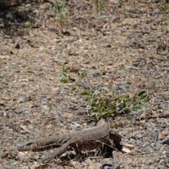 Varanus rosenbergi (Heath or Rosenberg's Monitor) at Namadgi National Park - 11 Dec 2022 by LukeMcElhinney