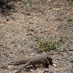 Varanus rosenbergi at Cotter River, ACT - 11 Dec 2022