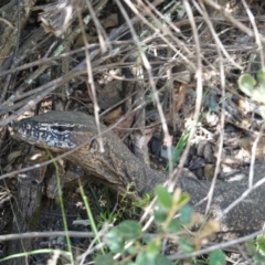 Varanus rosenbergi at Cotter River, ACT - suppressed