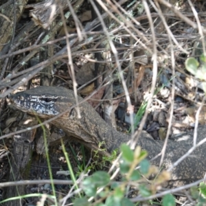 Varanus rosenbergi at Cotter River, ACT - 11 Dec 2022