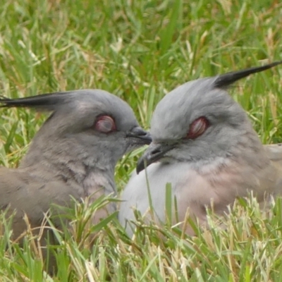 Ocyphaps lophotes (Crested Pigeon) at Braemar - 11 Dec 2022 by Curiosity