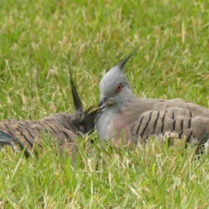 Ocyphaps lophotes at Braemar, NSW - 11 Dec 2022