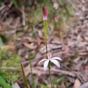 Caladenia moschata at Harolds Cross, NSW - suppressed