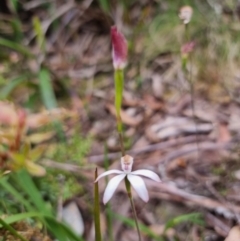 Caladenia moschata at Harolds Cross, NSW - suppressed