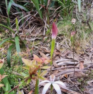 Caladenia moschata at Harolds Cross, NSW - suppressed