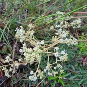 Astrotricha ledifolia at Captains Flat, NSW - 12 Dec 2022