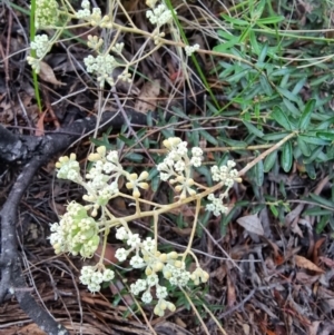 Astrotricha ledifolia at Captains Flat, NSW - 12 Dec 2022