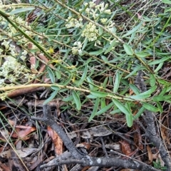 Astrotricha ledifolia at Captains Flat, NSW - 12 Dec 2022
