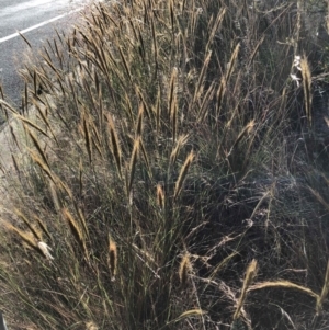 Austrostipa densiflora at O'Connor, ACT - 14 Dec 2022