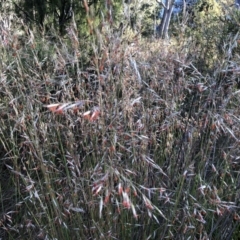 Rytidosperma pallidum (Red-anther Wallaby Grass) at Bruce Ridge to Gossan Hill - 3 Dec 2022 by jgiacon