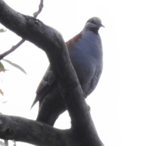 Phaps elegans at Acton, ACT - 13 Dec 2022