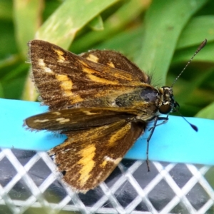 Taractrocera papyria at Page, ACT - 13 Dec 2022