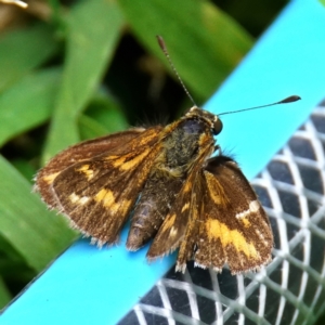 Taractrocera papyria at Page, ACT - 13 Dec 2022 12:50 PM