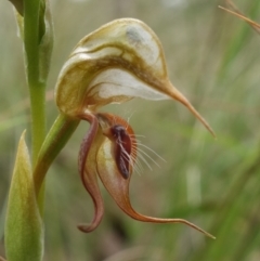 Oligochaetochilus calceolus (Bungonia Rustyhood) at Bungonia National Park - 11 Nov 2022 by RobG1