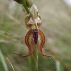 Oligochaetochilus calceolus at Bungonia, NSW - suppressed