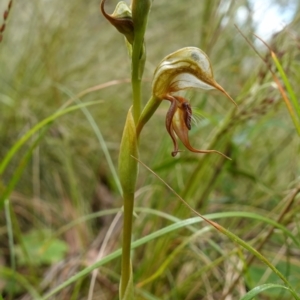 Oligochaetochilus calceolus at Bungonia, NSW - 11 Nov 2022