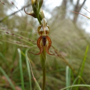 Oligochaetochilus calceolus at Bungonia, NSW - suppressed