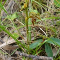 Oligochaetochilus calceolus at Bungonia, NSW - suppressed