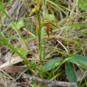 Oligochaetochilus calceolus at Bungonia, NSW - suppressed