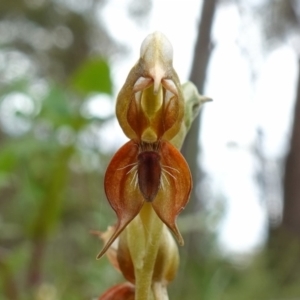 Oligochaetochilus calceolus at Bungonia, NSW - suppressed