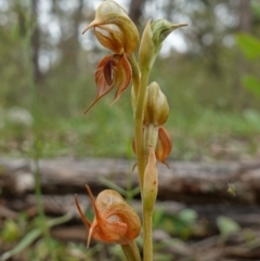 Oligochaetochilus calceolus at Bungonia, NSW - 11 Nov 2022