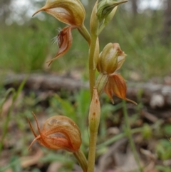 Oligochaetochilus calceolus at Bungonia, NSW - suppressed