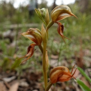 Oligochaetochilus calceolus at Bungonia, NSW - suppressed