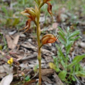 Oligochaetochilus calceolus at Bungonia, NSW - suppressed