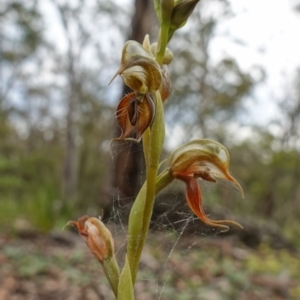 Oligochaetochilus calceolus at Bungonia, NSW - 11 Nov 2022