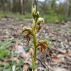 Oligochaetochilus calceolus at Bungonia, NSW - 11 Nov 2022