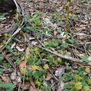 Oligochaetochilus calceolus at Bungonia, NSW - 11 Nov 2022