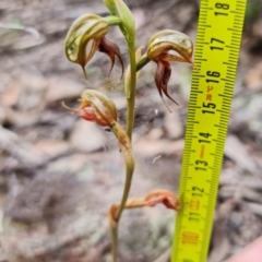 Oligochaetochilus calceolus at Bungonia, NSW - 11 Nov 2022