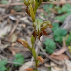 Oligochaetochilus calceolus at Bungonia, NSW - 11 Nov 2022