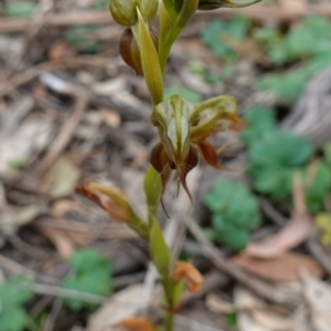 Oligochaetochilus calceolus at Bungonia, NSW - 11 Nov 2022