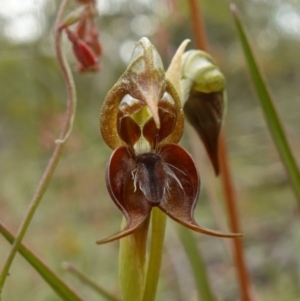 Oligochaetochilus calceolus at Bungonia, NSW - suppressed