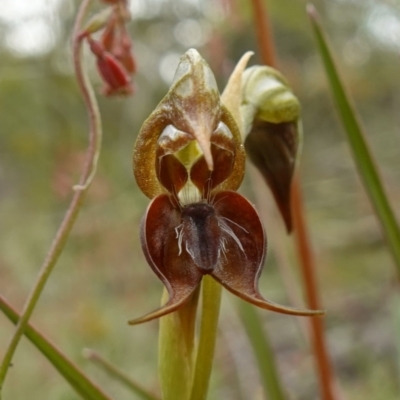 Oligochaetochilus calceolus (Bungonia Rustyhood) at Bungonia National Park - 11 Nov 2022 by RobG1