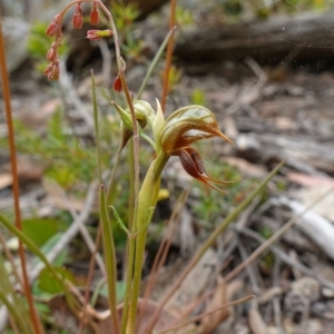 Oligochaetochilus calceolus at Bungonia, NSW - suppressed