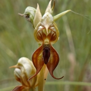 Oligochaetochilus calceolus at Bungonia, NSW - 11 Nov 2022