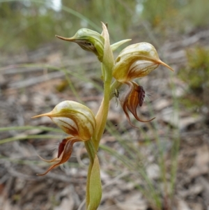 Oligochaetochilus calceolus at Bungonia, NSW - 11 Nov 2022